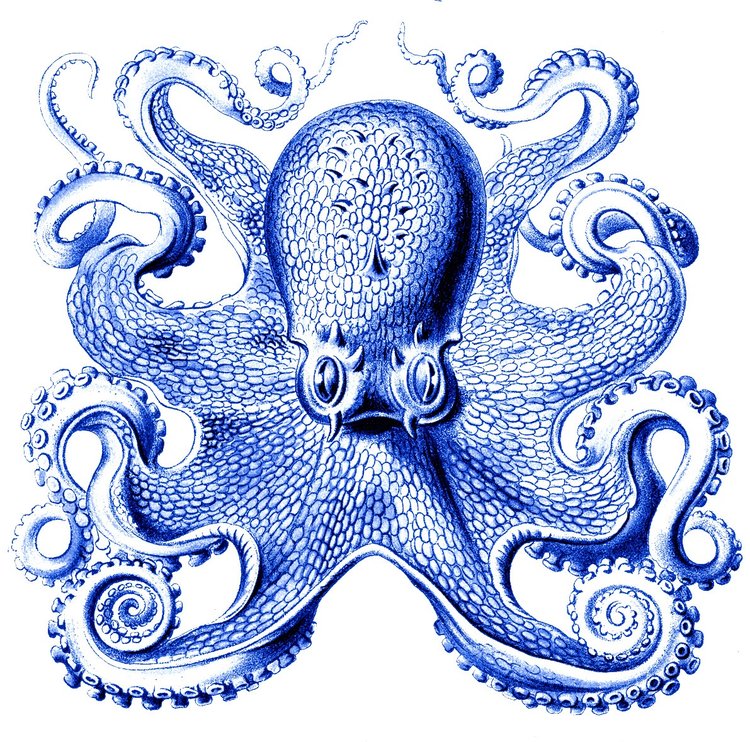 Anderillium Inks Cephalopods Series